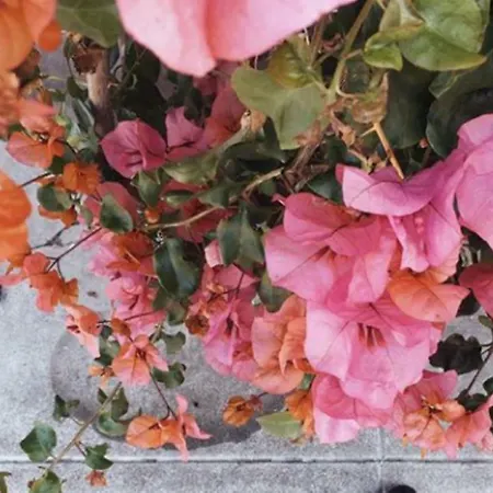 Lido מלון Kateríni